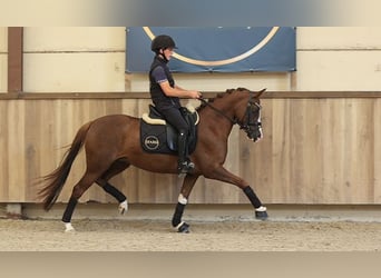 Pony tedesco, Giumenta, 6 Anni, 147 cm, Sauro scuro