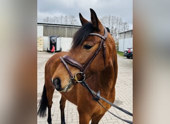 Pony tedesco, Giumenta, 6 Anni, 148 cm, Baio