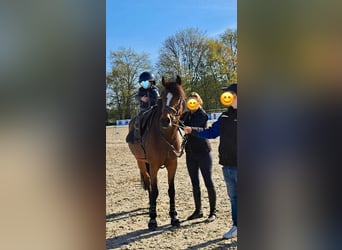 Pony tedesco, Giumenta, 6 Anni, 148 cm, Baio