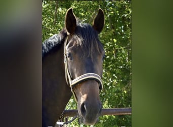 Pony tedesco, Giumenta, 6 Anni, 148 cm, Baio scuro