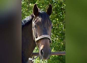 Pony tedesco, Giumenta, 6 Anni, 148 cm, Baio scuro
