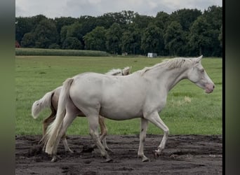 Pony tedesco, Giumenta, 6 Anni, 148 cm, Cremello