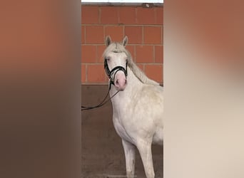 Pony tedesco, Giumenta, 6 Anni, 148 cm, Cremello