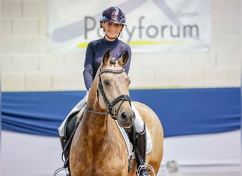 Pony tedesco, Giumenta, 6 Anni, 148 cm, Falbo