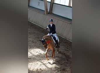Pony tedesco, Giumenta, 6 Anni, 148 cm, Falbo