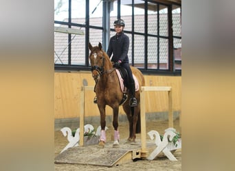 Pony tedesco, Giumenta, 6 Anni, 148 cm, Falbo