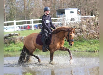 Pony tedesco, Giumenta, 6 Anni, 148 cm, Falbo
