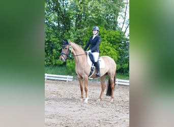 Pony tedesco, Giumenta, 6 Anni, 148 cm, Falbo