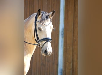 Pony tedesco, Giumenta, 6 Anni, 148 cm, Falbo