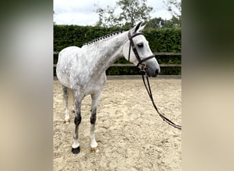 Pony tedesco, Giumenta, 6 Anni, 148 cm, Grigio