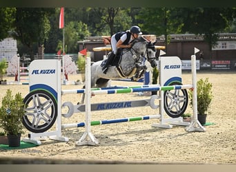 Pony tedesco, Giumenta, 6 Anni, 148 cm, Grigio