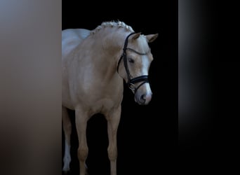 Pony tedesco, Giumenta, 6 Anni, 148 cm, Palomino