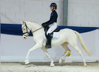 Pony tedesco, Giumenta, 6 Anni, 149 cm, Cremello