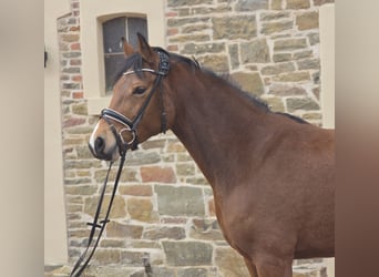 Pony tedesco, Giumenta, 6 Anni, 151 cm, Baio