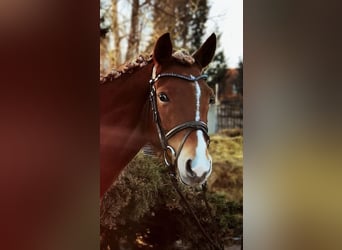 Pony tedesco, Giumenta, 6 Anni, 151 cm, Sauro scuro