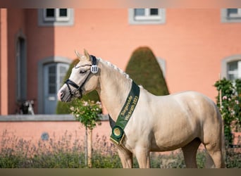 Pony tedesco, Giumenta, 6 Anni, 153 cm, Palomino