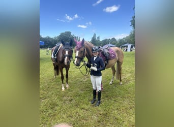 Pony tedesco, Giumenta, 6 Anni, 153 cm, Sauro