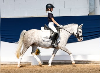 Pony tedesco, Giumenta, 7 Anni, 121 cm, Grigio
