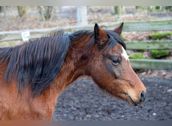 Pony tedesco, Giumenta, 7 Anni, 140 cm, Baio