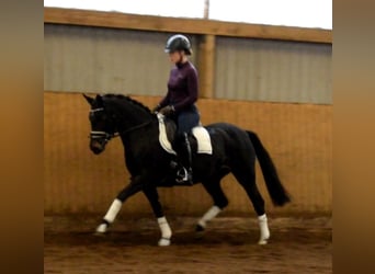 Pony tedesco, Giumenta, 7 Anni, 142 cm, Baio nero