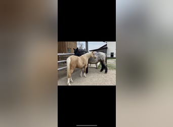 Pony tedesco, Giumenta, 7 Anni, 142 cm, Palomino