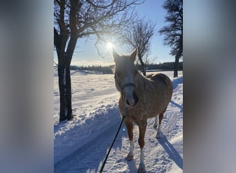 Pony tedesco, Giumenta, 7 Anni, 142 cm, Palomino