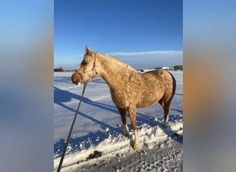 Pony tedesco, Giumenta, 7 Anni, 142 cm, Palomino