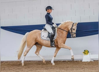 Pony tedesco, Giumenta, 7 Anni, 143 cm, Palomino