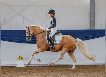 Pony tedesco, Giumenta, 7 Anni, 143 cm, Palomino