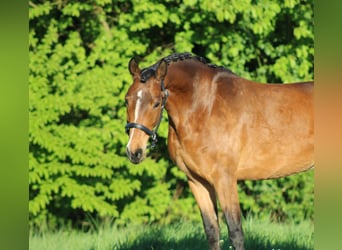 Pony tedesco, Giumenta, 7 Anni, 145 cm, Baio
