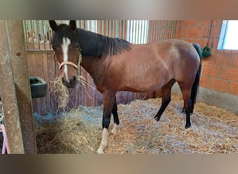 Pony tedesco, Giumenta, 7 Anni, 146 cm, Baio