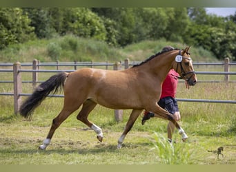Pony tedesco, Giumenta, 7 Anni, 146 cm, Falbo