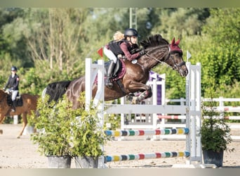 Pony tedesco, Giumenta, 7 Anni, 146 cm, Morello
