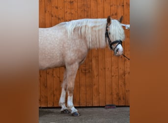 Pony tedesco, Giumenta, 7 Anni, 146 cm, Palomino