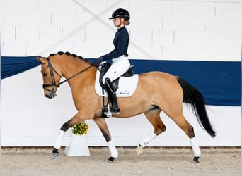 Pony tedesco, Giumenta, 7 Anni, 146 cm, Pelle di daino