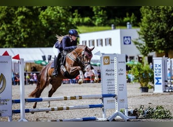 Pony tedesco, Giumenta, 7 Anni, 146 cm, Sauro