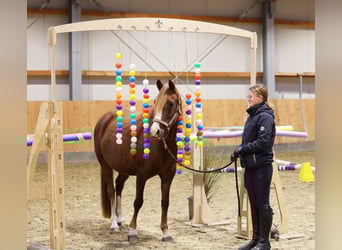 Pony tedesco, Giumenta, 7 Anni, 146 cm, Sauro scuro