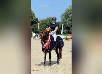 Pony tedesco, Giumenta, 7 Anni, 147 cm, Baio
