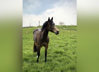 Pony tedesco, Giumenta, 7 Anni, 147 cm, Pelle di daino