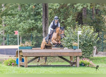 Pony tedesco, Giumenta, 7 Anni, 147 cm, Sauro