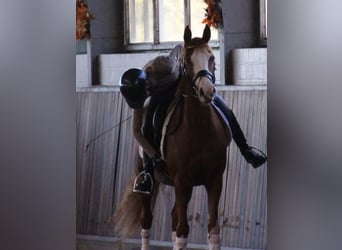 Pony tedesco, Giumenta, 7 Anni, 147 cm, Sauro