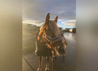 Pony tedesco Mix, Giumenta, 7 Anni, 147 cm, Sauro