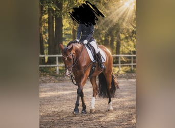 Pony tedesco, Giumenta, 7 Anni, 148 cm, Baio