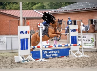 Pony tedesco, Giumenta, 7 Anni, 148 cm, Baio