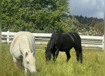 Pony tedesco Mix, Giumenta, 7 Anni, 148 cm, Baio nero