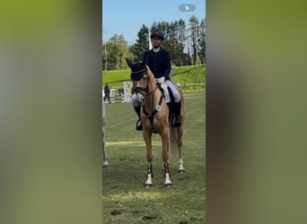 Pony tedesco, Giumenta, 7 Anni, 148 cm, Palomino