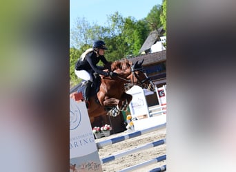 Pony tedesco, Giumenta, 7 Anni, 148 cm, Sauro