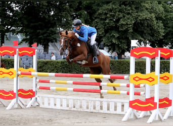 Pony tedesco, Giumenta, 7 Anni, 148 cm, Sauro