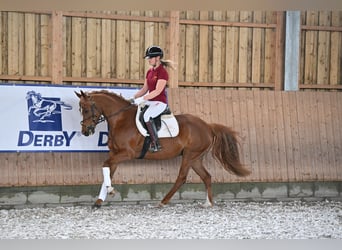 Pony tedesco, Giumenta, 7 Anni, 148 cm, Sauro