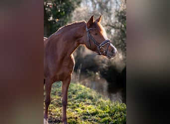 Pony tedesco, Giumenta, 7 Anni, 148 cm, Sauro scuro